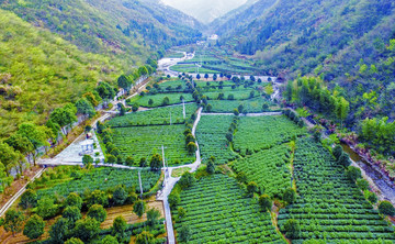 紅桃茶園