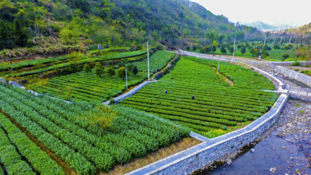 紅桃茶園