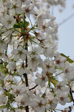 白色櫻花 櫻花樹