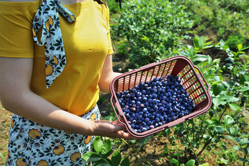 藍(lán)莓 藍(lán)莓園