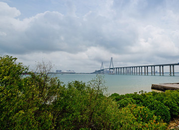 海灣大橋 掉索大橋