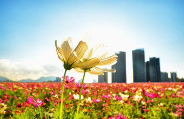 陽光花海