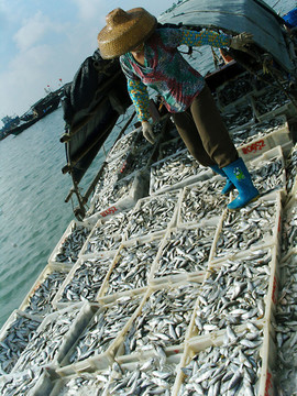 漁民收魚