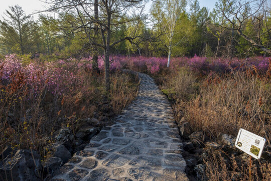 花叢小路