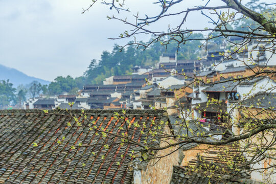 篁嶺春色