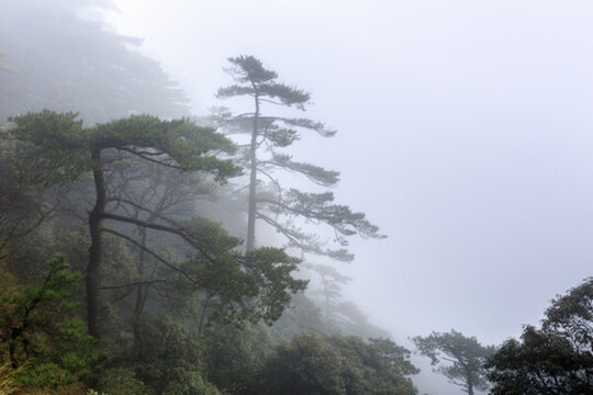 三清山的樹(shù)