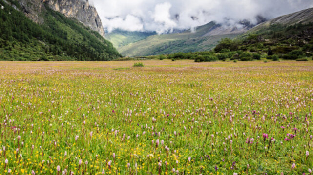 高山草甸風光