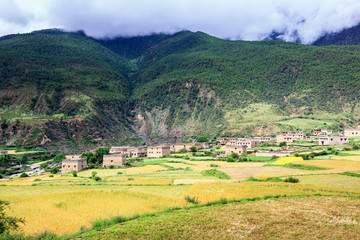 高原豐收季