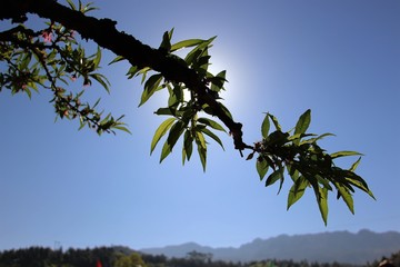 桃樹(shù)
