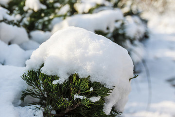 灌木上的雪