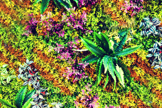 植物墻