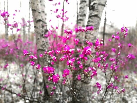 傲雪杜鵑