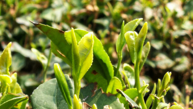 綠茶