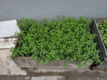 老北京胡同種菜