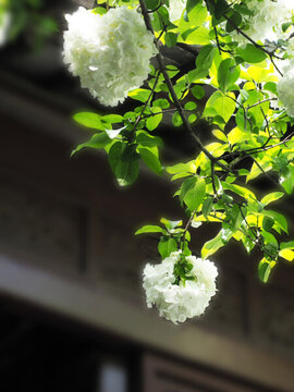繡球花