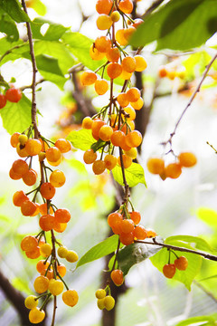 櫻桃 紅櫻桃