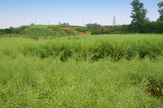 油菜大田 田園風光