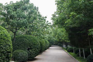 綠色林蔭小道