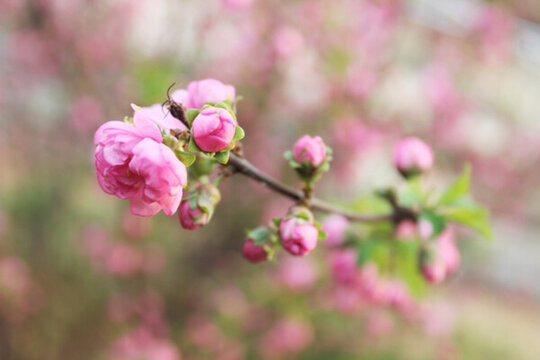 櫻花