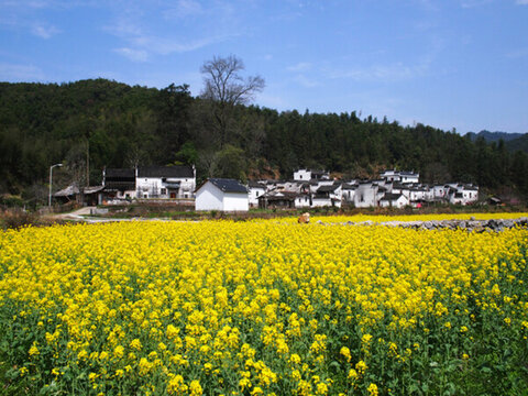 上饒市 婺源縣 田園風(fēng)光