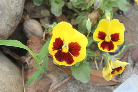 蝴蝶花