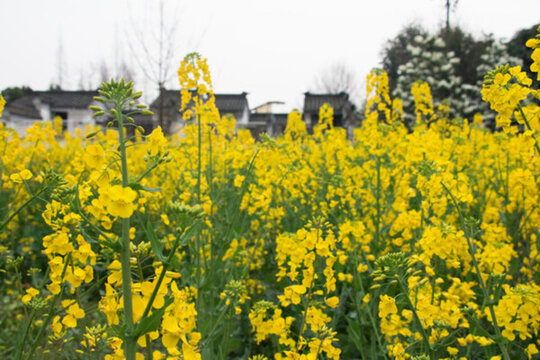 油菜花