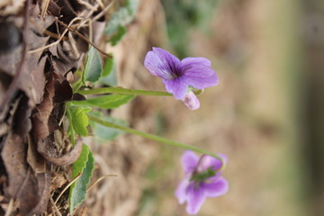 紫花地丁