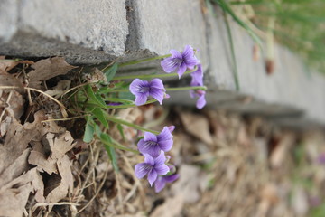 紫花地丁