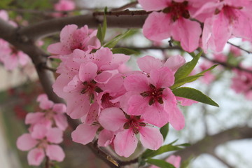 桃花