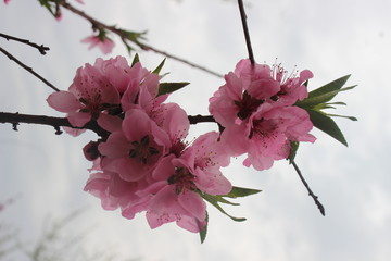 櫻花