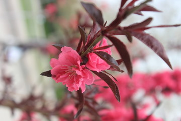 桃花