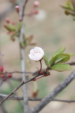 桃花