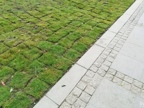 草坪綠化