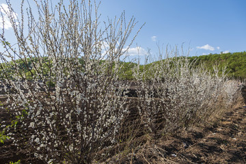 李子樹(shù)花