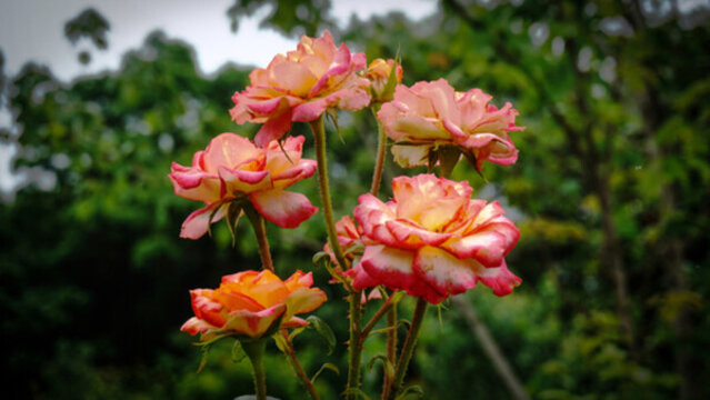 花卉一覽