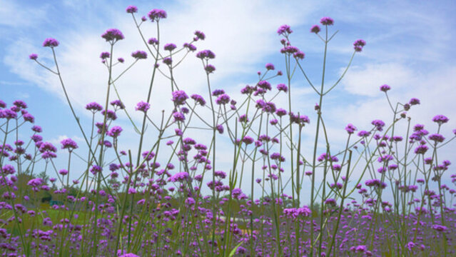 薰衣草花海