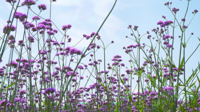 薰衣草花海