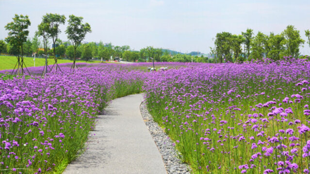薰衣草花海