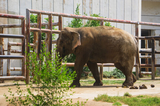 濟(jì)南動物園大象 （4）
