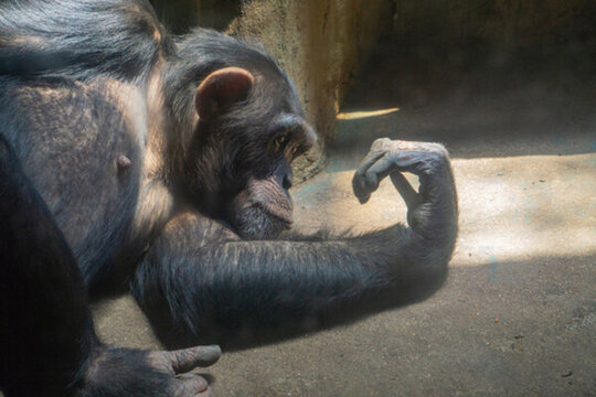 濟(jì)南動(dòng)物園黑猩猩 （31）