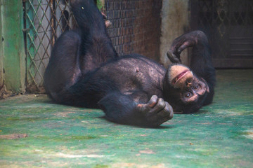 濟(jì)南動(dòng)物園黑猩猩 （33）