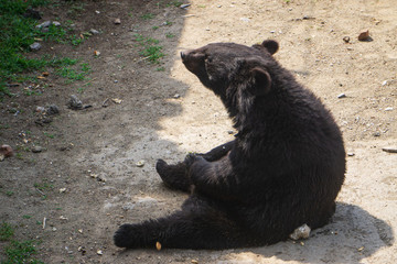 濟(jì)南動(dòng)物園黑熊 （3）