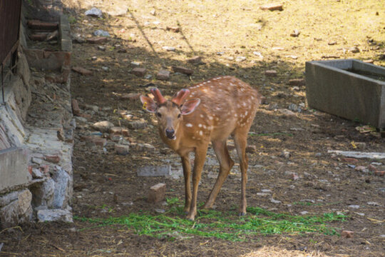 濟(jì)南動(dòng)物園梅花鹿 （1）