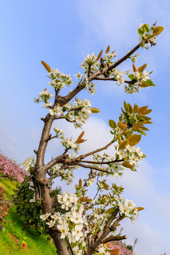 梨花