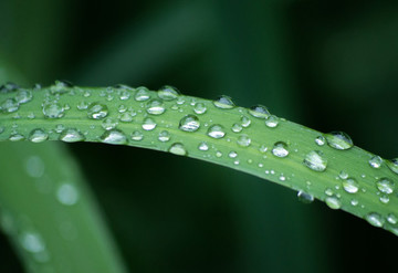 綠葉水珠