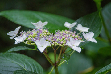 繡球花