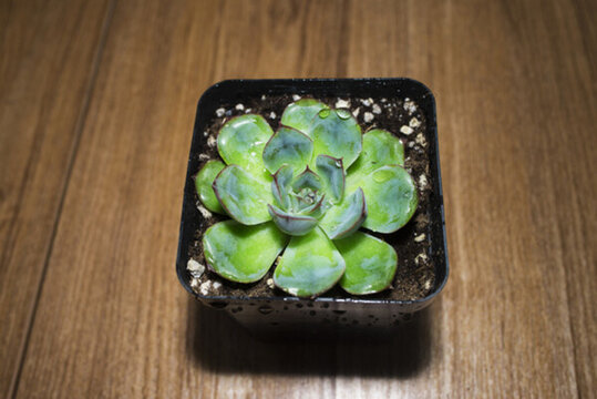 多肉 攝影高清大圖