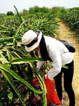 火龍果基地 采摘