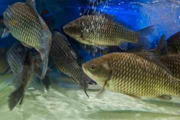 活鯽魚