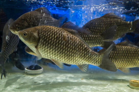 活鯽魚(yú)